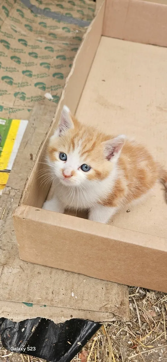 Kittens - Image 1