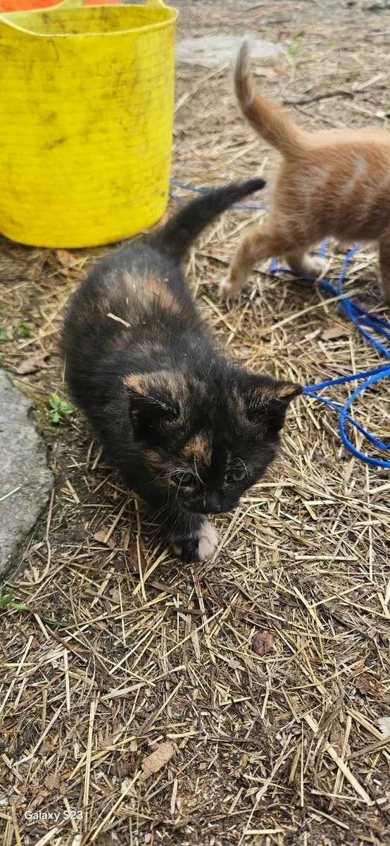 Kittens - Image 3