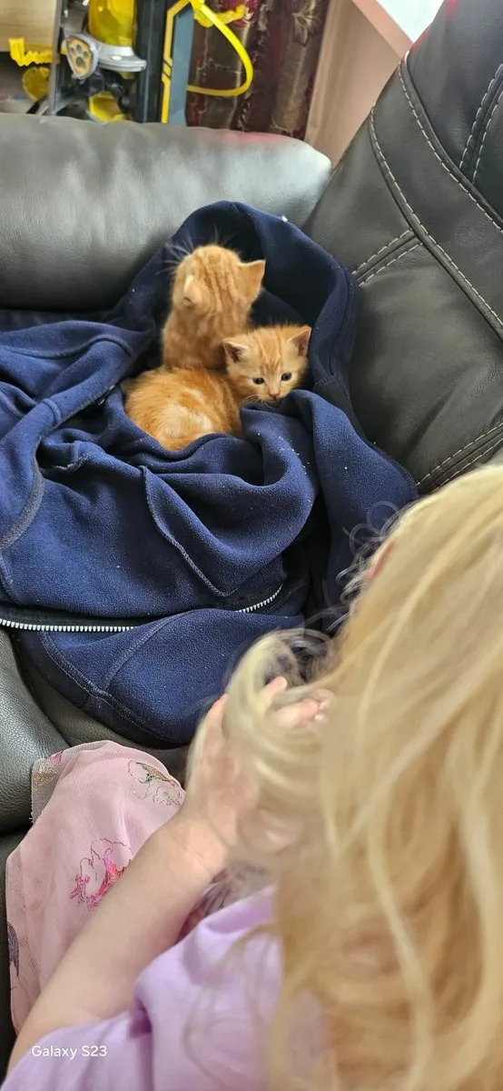 Kittens - Image 4