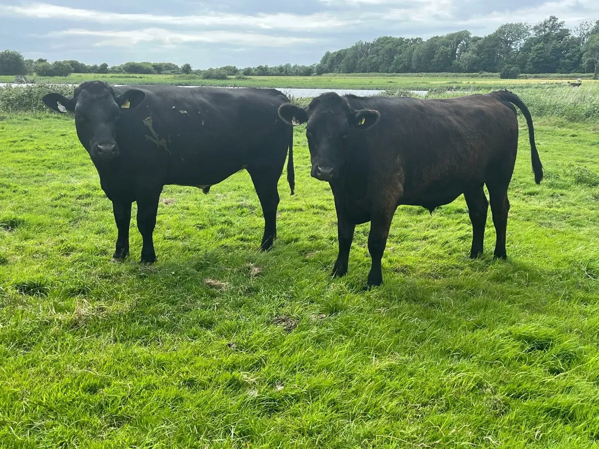 Bullocks Enniscorthy Mart 1st of July - Image 1
