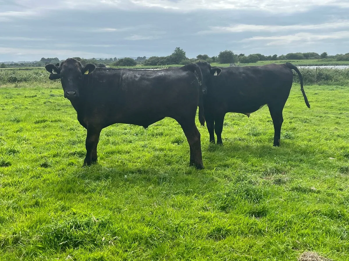 Bullocks Enniscorthy Mart 1st of July - Image 2