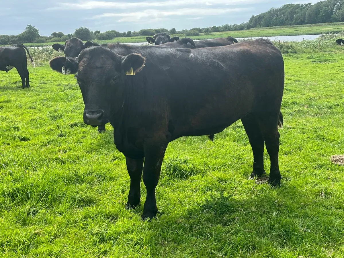 Bullocks Enniscorthy Mart 1st of July - Image 3