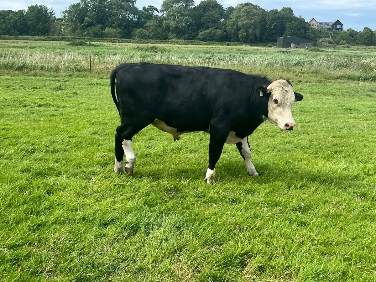 Bullocks Enniscorthy Mart 1st of July - Image 4