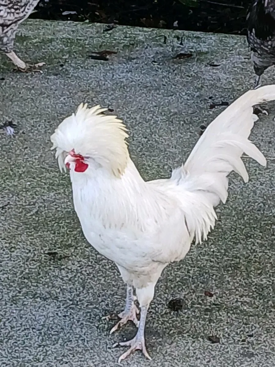 Polish Banatams - Image 1