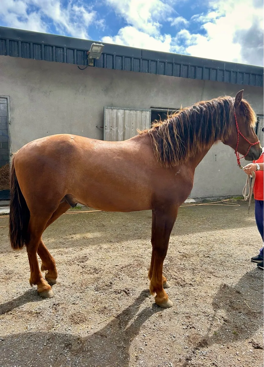 2 yo Spanish Horse for sale (Andalusian) - Image 2