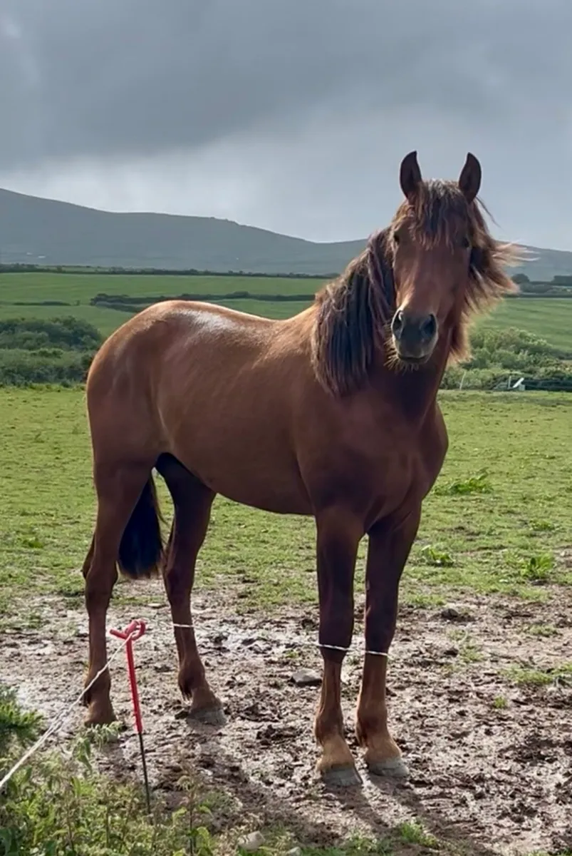 2 yo Spanish Horse for sale (Andalusian) - Image 1