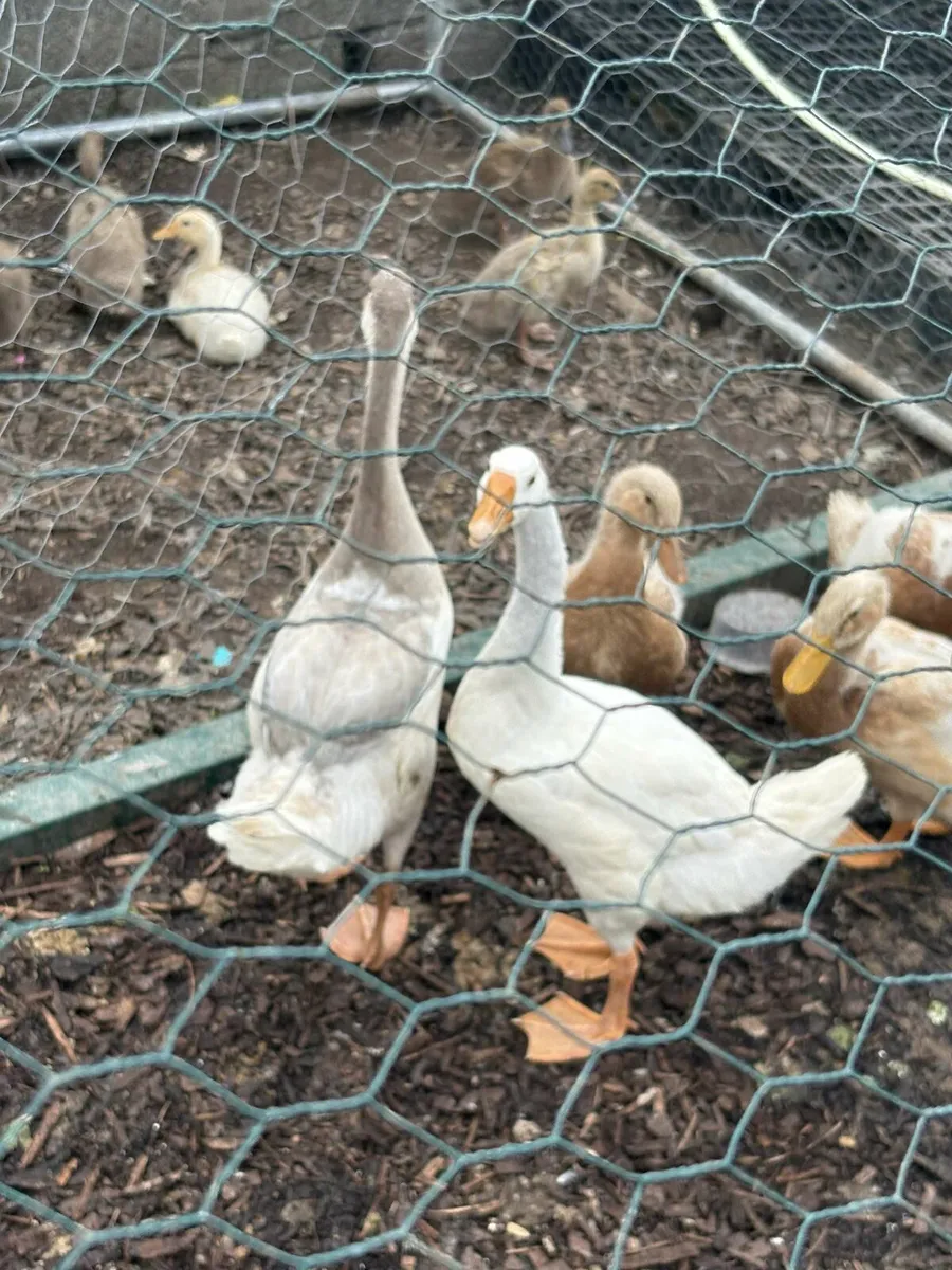 Day old chicks & geese - Image 3