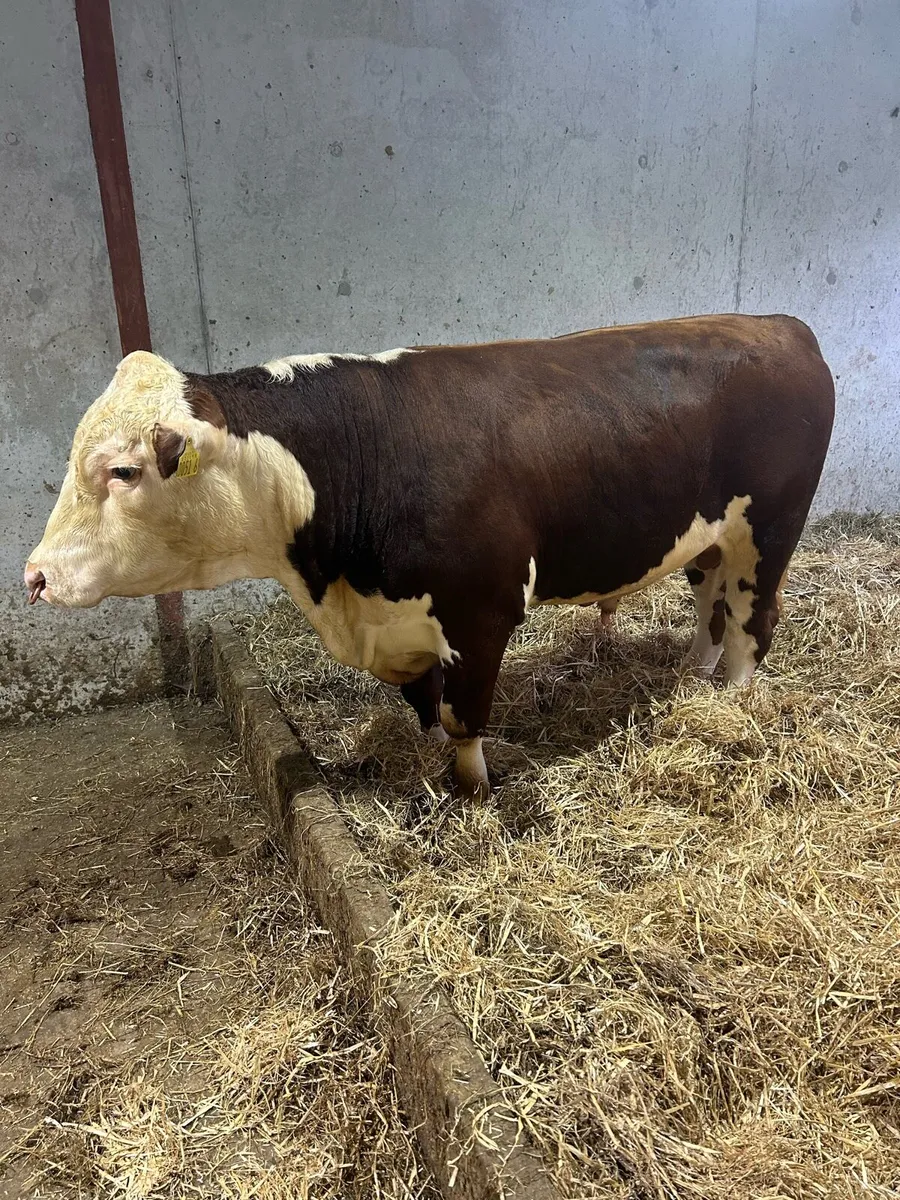 Pedigree Hereford Bulls
