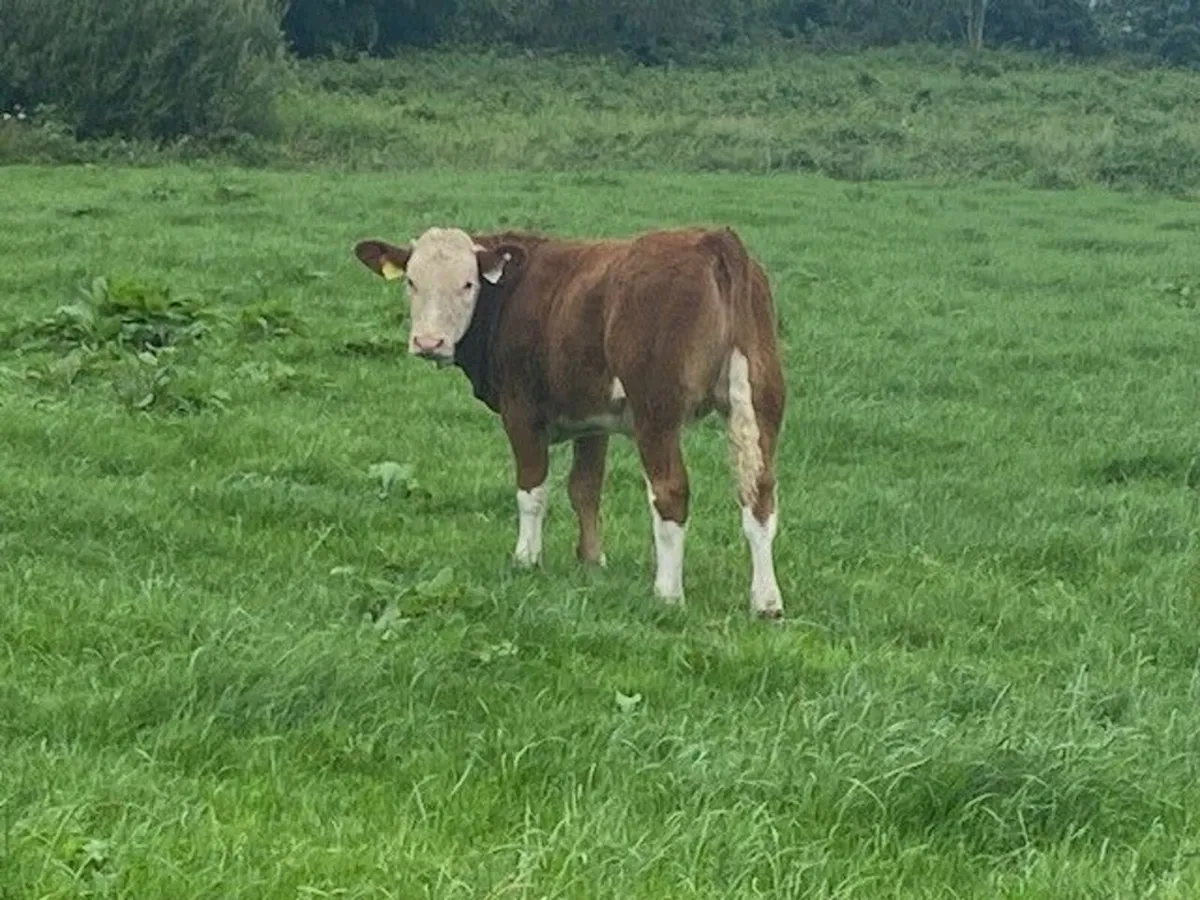 Super Simmental Heifers - Image 4