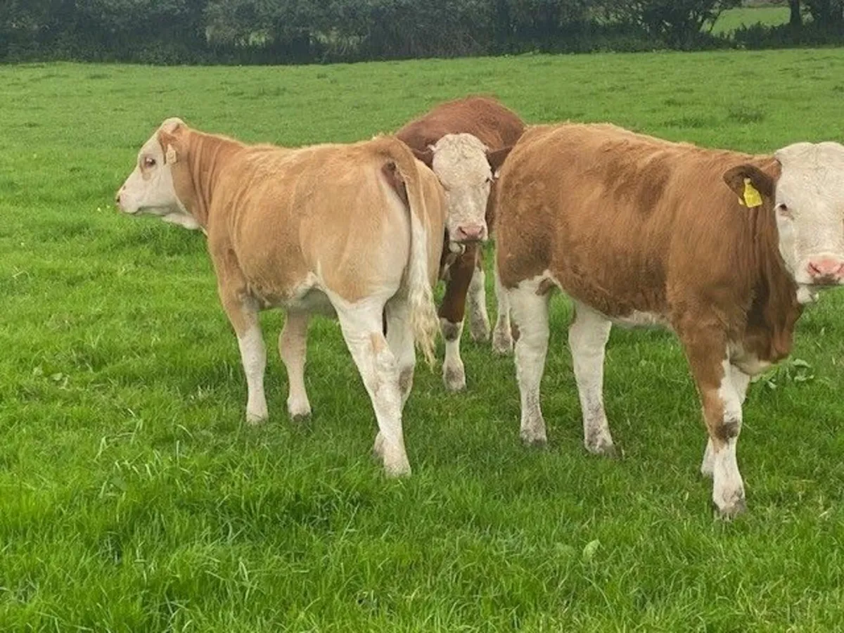 Super Simmental Heifers - Image 3