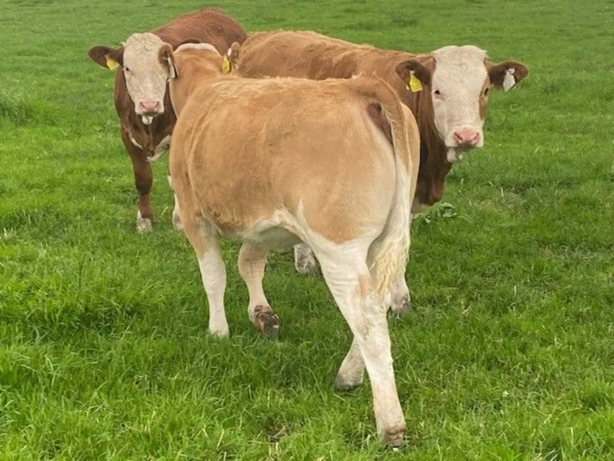 Super Simmental Heifers - Image 2