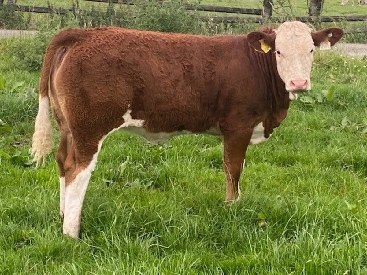 Super Simmental Heifers - Image 1