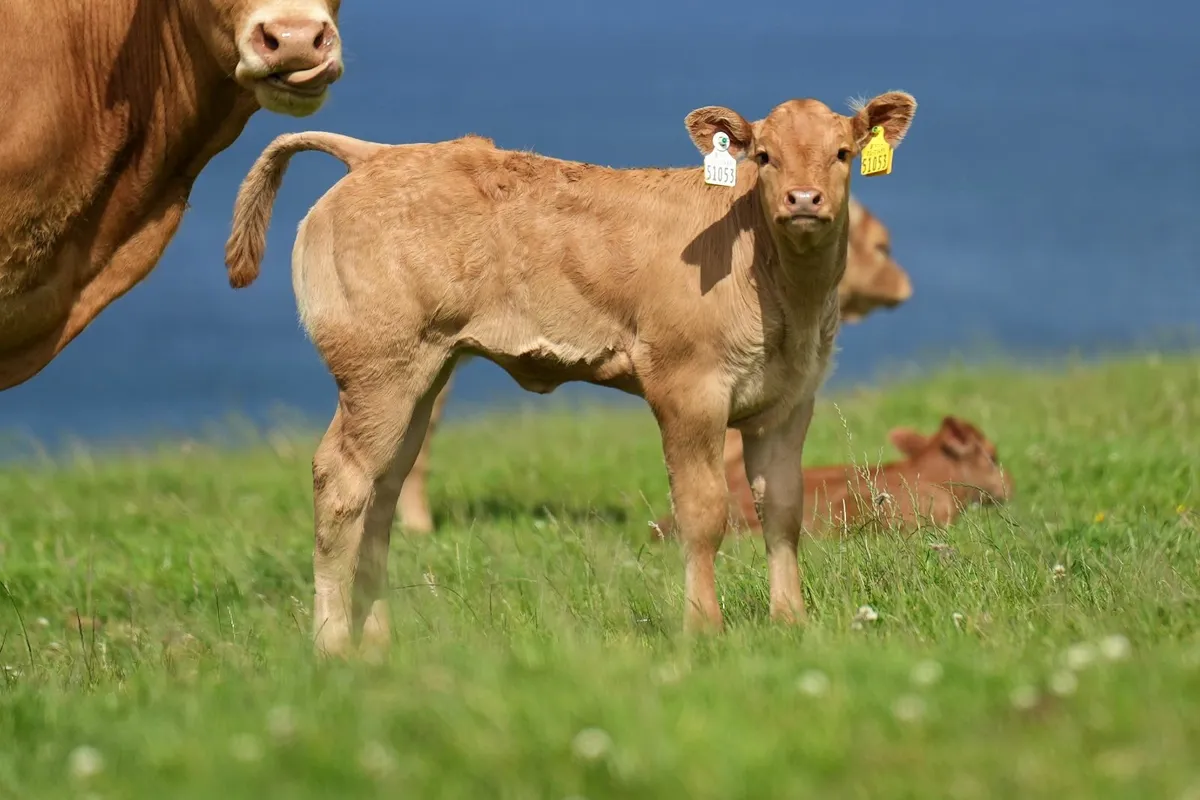 2 Super Heifers & Calves - Image 1