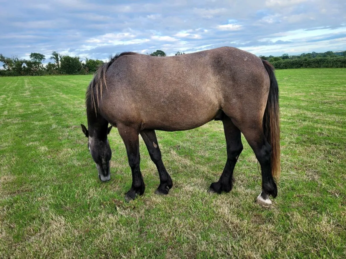 Geldings - Image 4