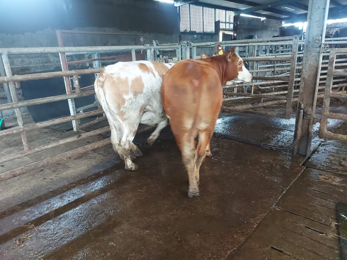 In calf heifers - Image 2