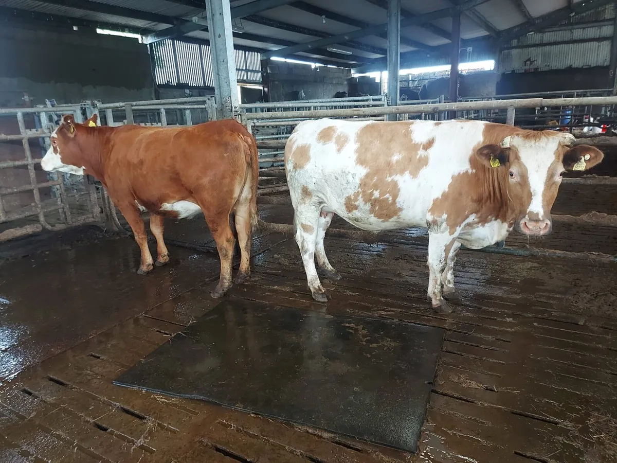 In calf heifers - Image 3