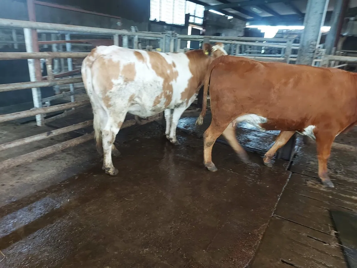In calf heifers - Image 4
