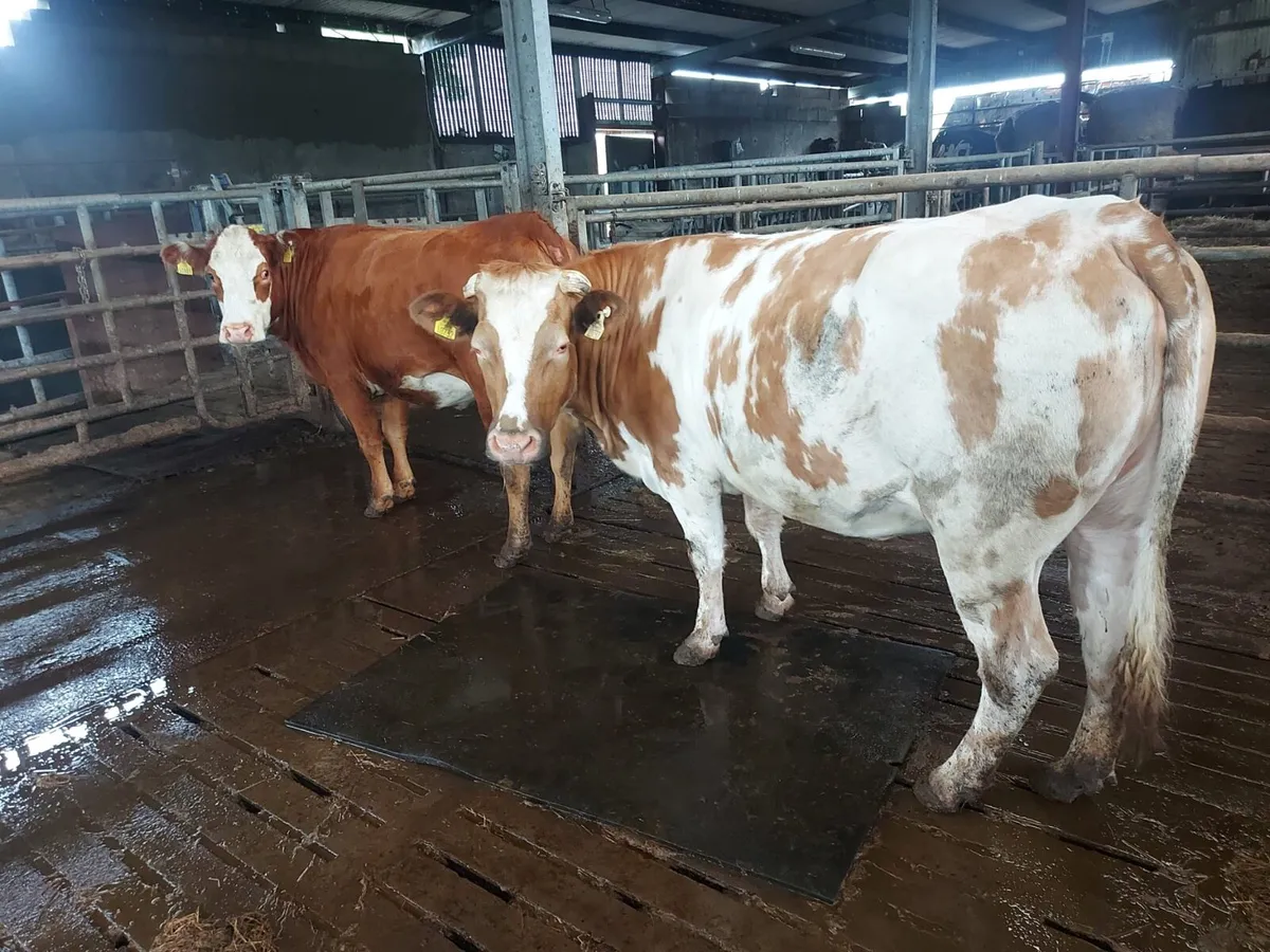 In calf heifers - Image 1