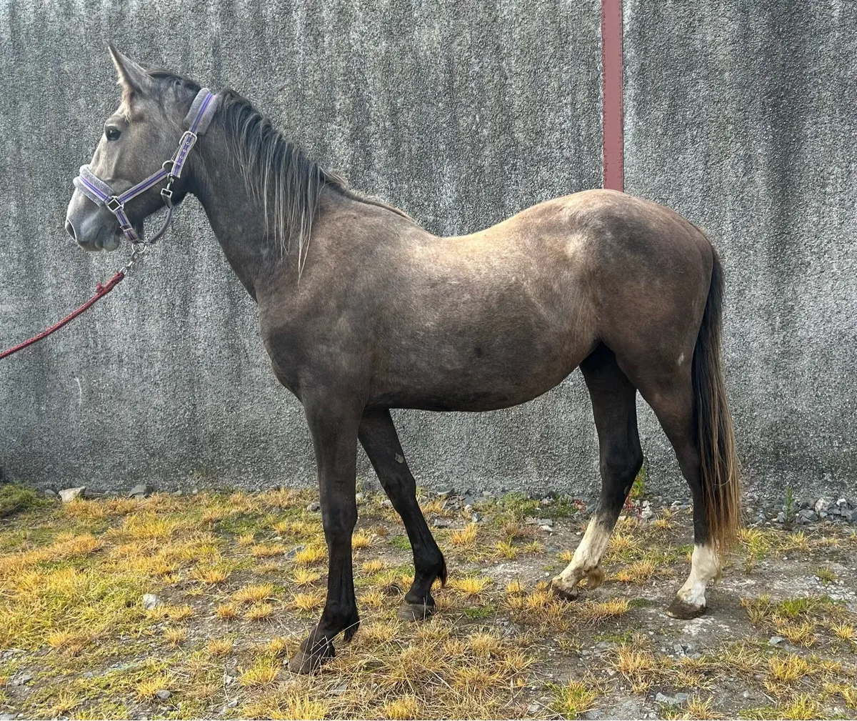 2 year old Filly