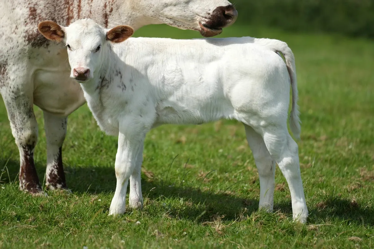 Roan Belgian Blue x Heifer Calf - Image 1