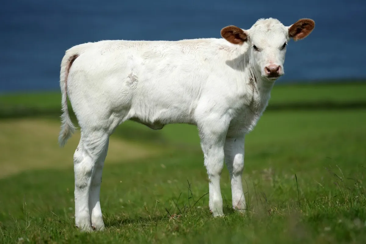 Roan Belgian Blue x Heifer Calf - Image 2