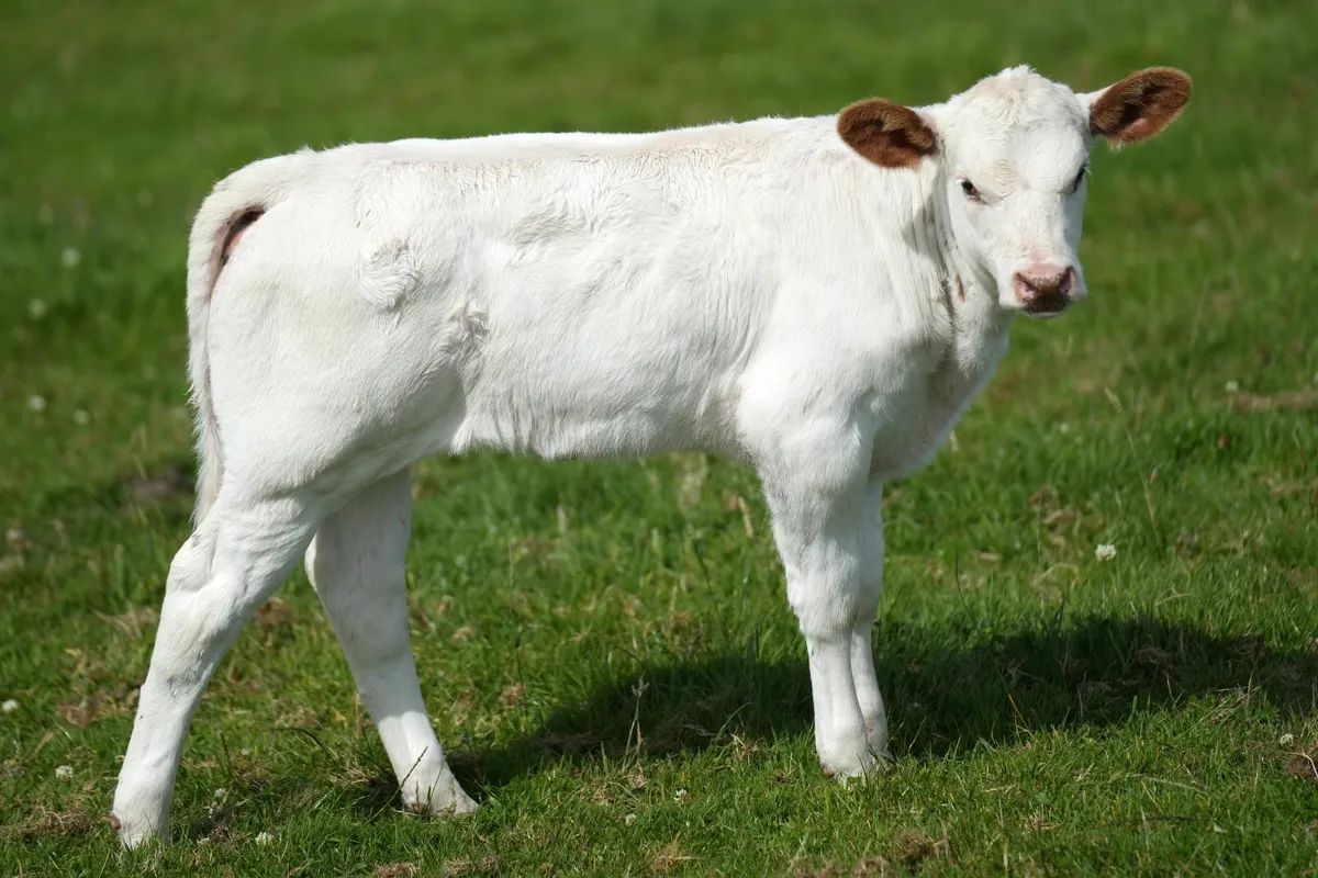 Roan Belgian Blue x Heifer Calf - Image 3