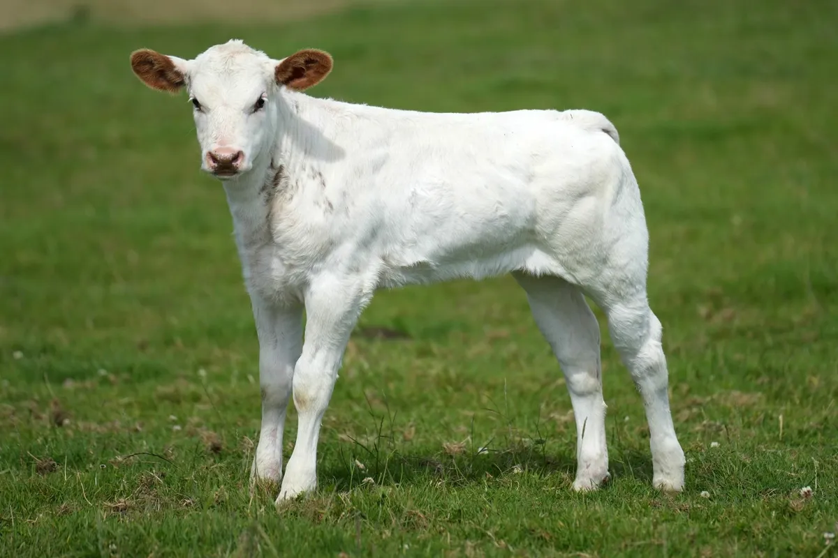 Roan Belgian Blue x Heifer Calf - Image 4