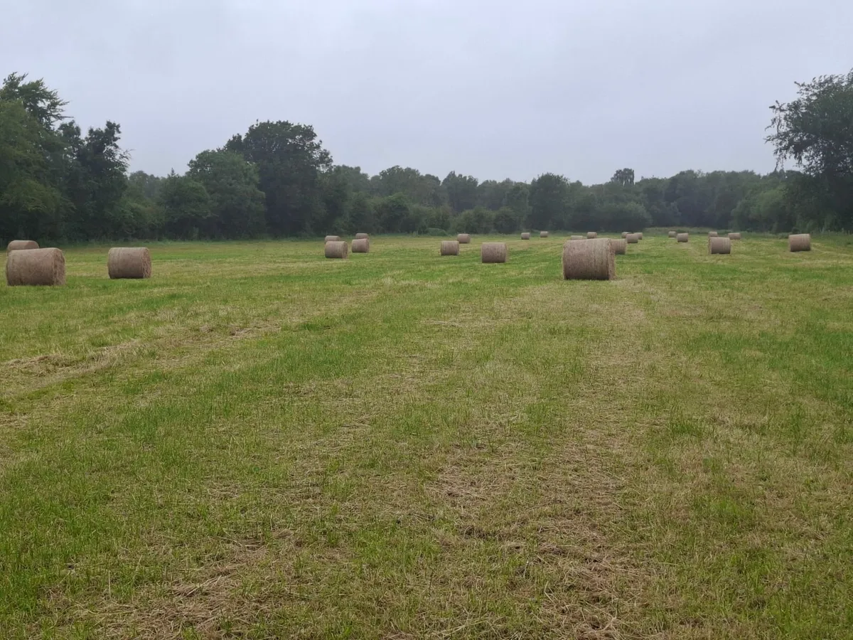 Top Class Hay For Sale - Image 3