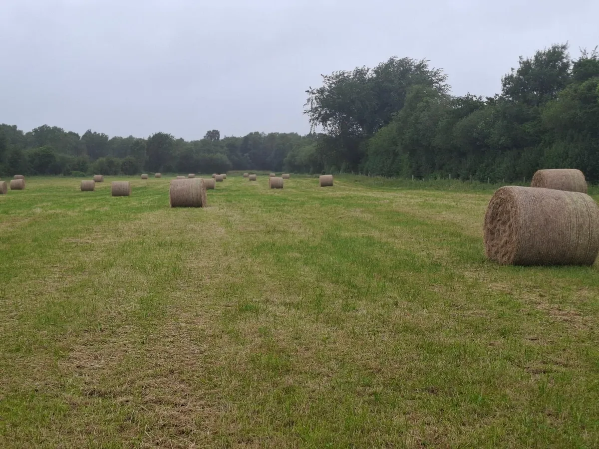 Top Class Hay For Sale - Image 4