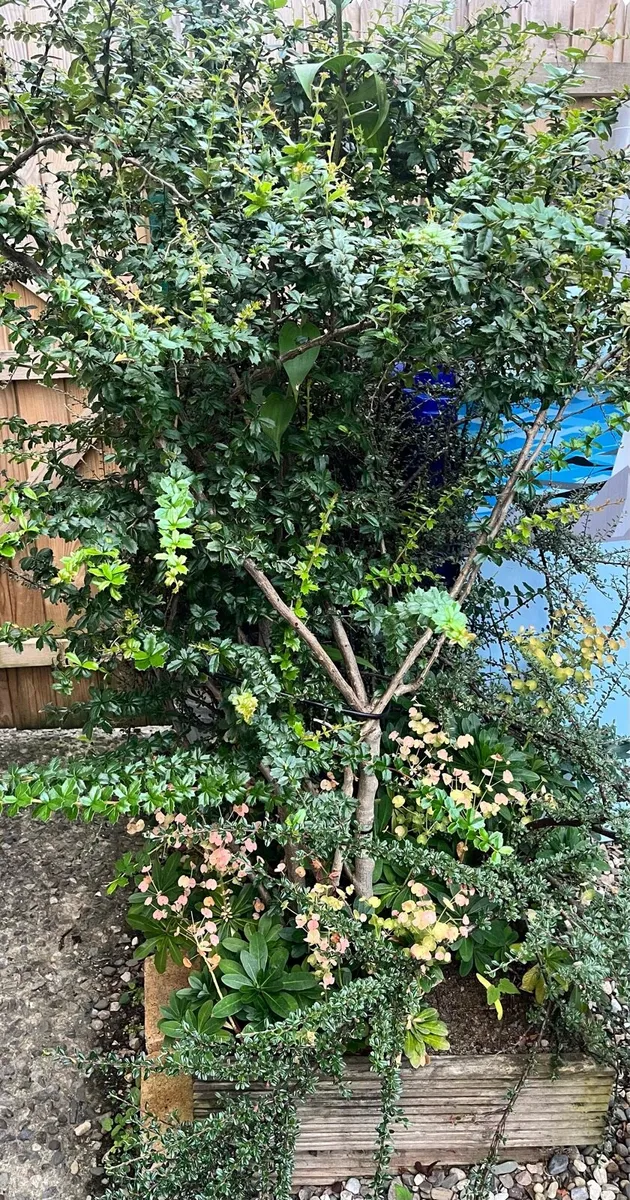 Big plants in a big wooden pot - Image 2