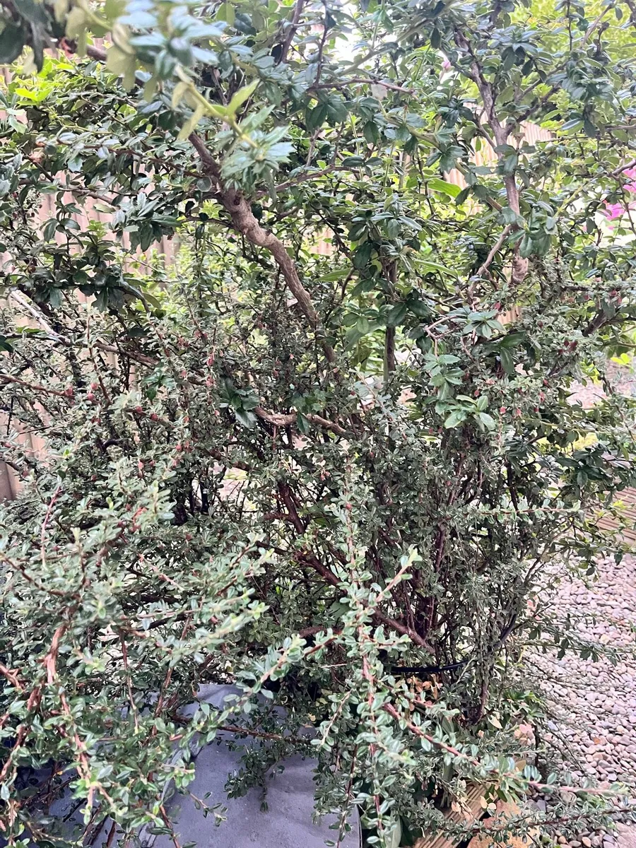 Big plants in a big wooden pot - Image 3