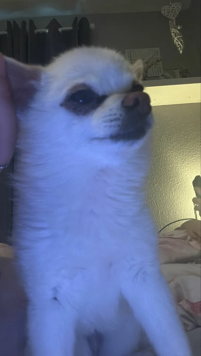 Dog sitting
