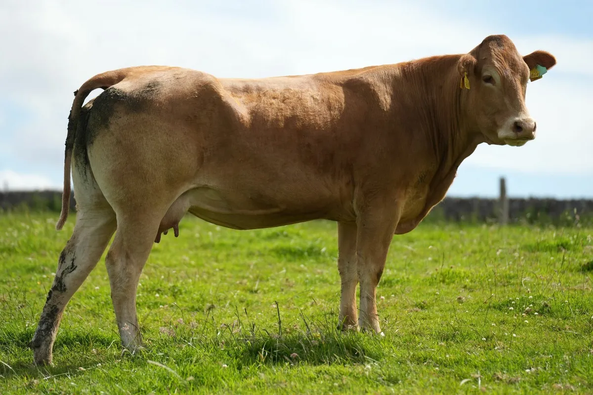 2 Super Heifers & Calves - Image 2