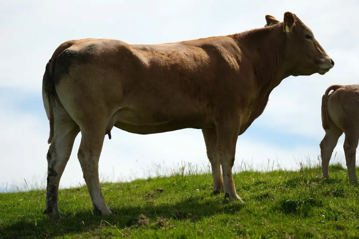 2 Super Heifers & Calves - Image 4