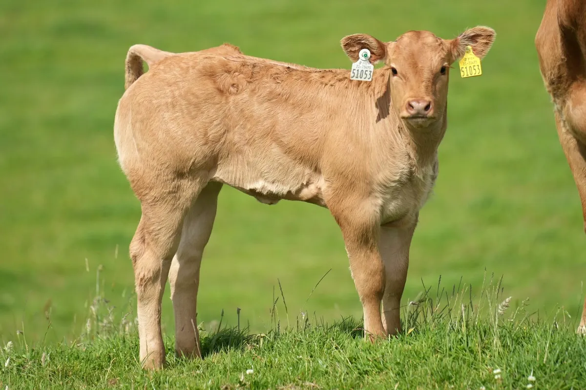 2 Super Heifers & Calves - Image 3