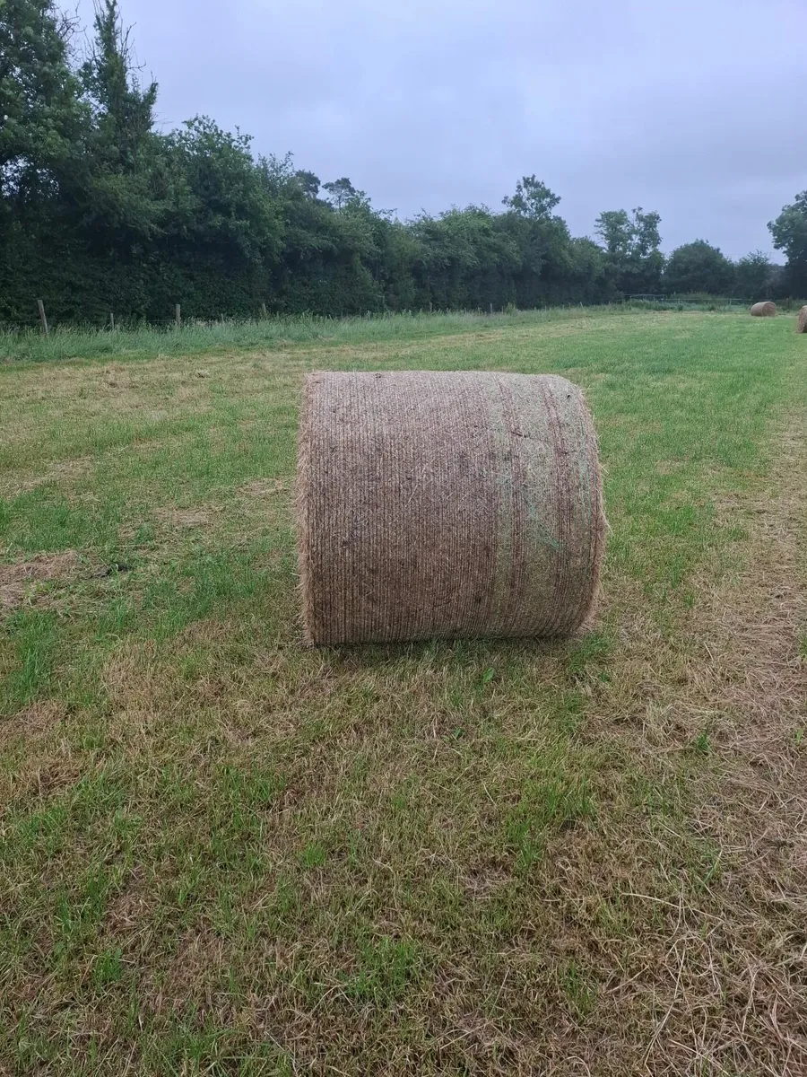 Top Class Hay For Sale - Image 2