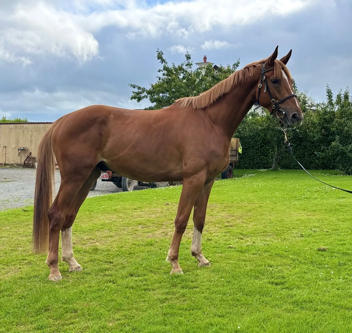 3yr old horse - Image 2