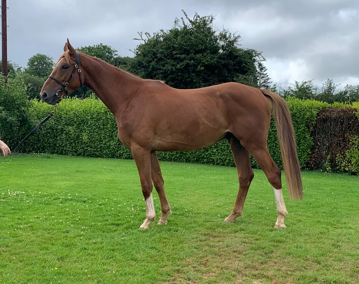 3yr old horse - Image 3