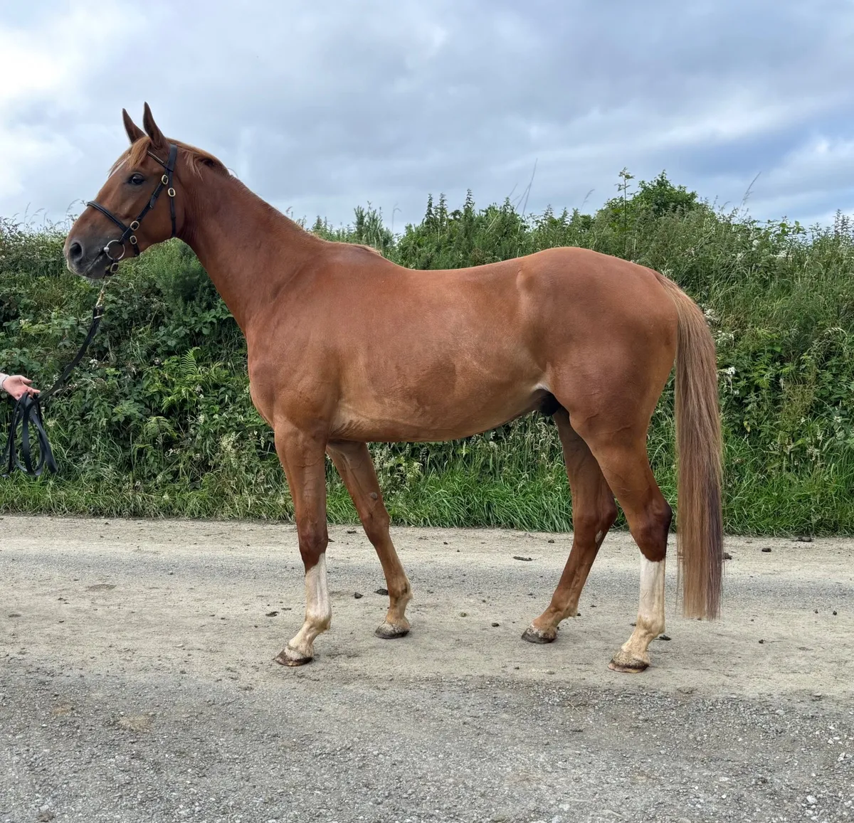 3yr old horse - Image 4