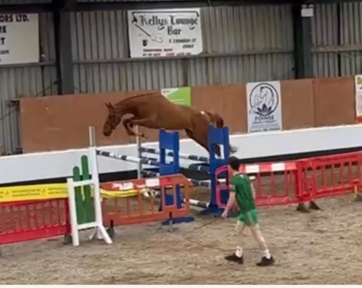 3yr old horse - Image 1