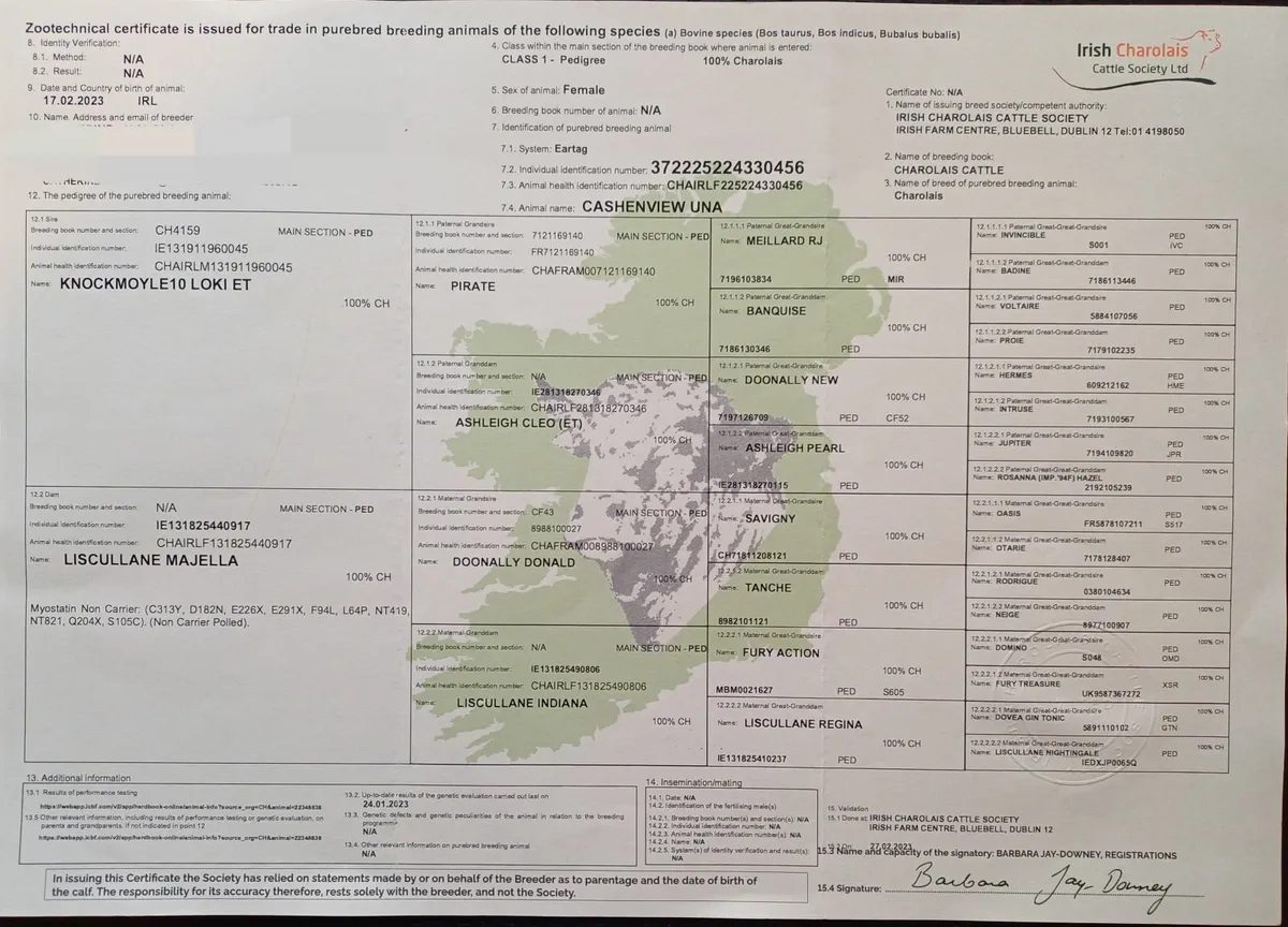Pedigree Charolais heifer - Image 2