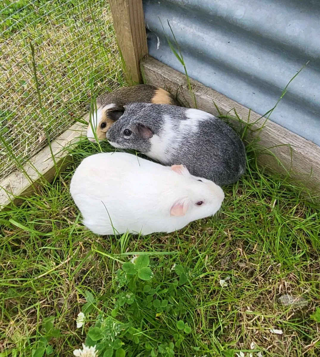 Guineapigs - Image 1
