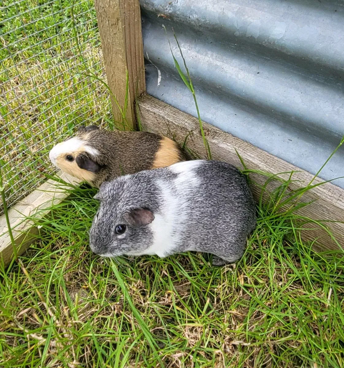 Guineapigs - Image 2