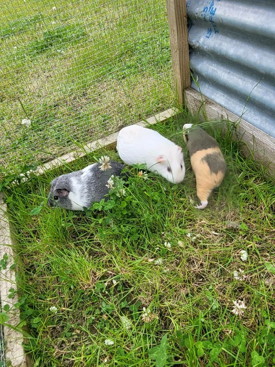 Guineapigs - Image 3