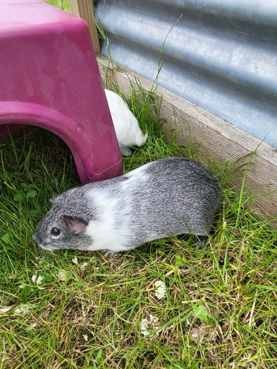 Guineapigs - Image 4