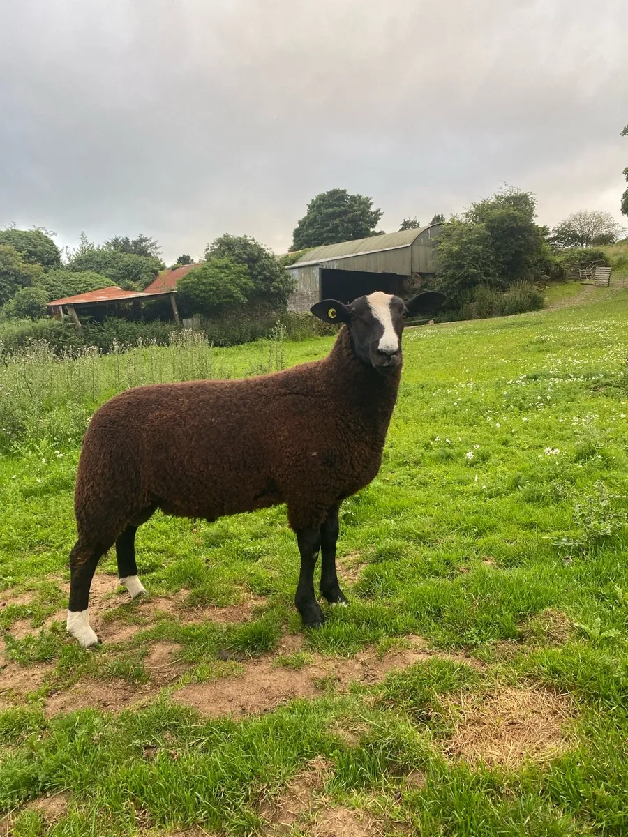 Zwartble ram lamb - Image 1