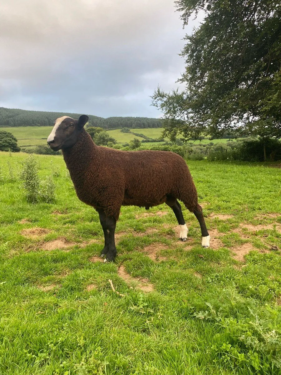 Zwartble ram lamb - Image 2