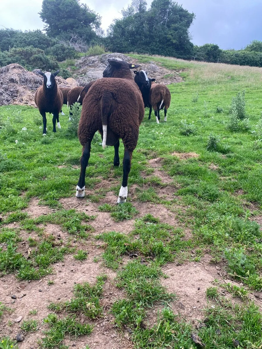Zwartble ram lamb - Image 3