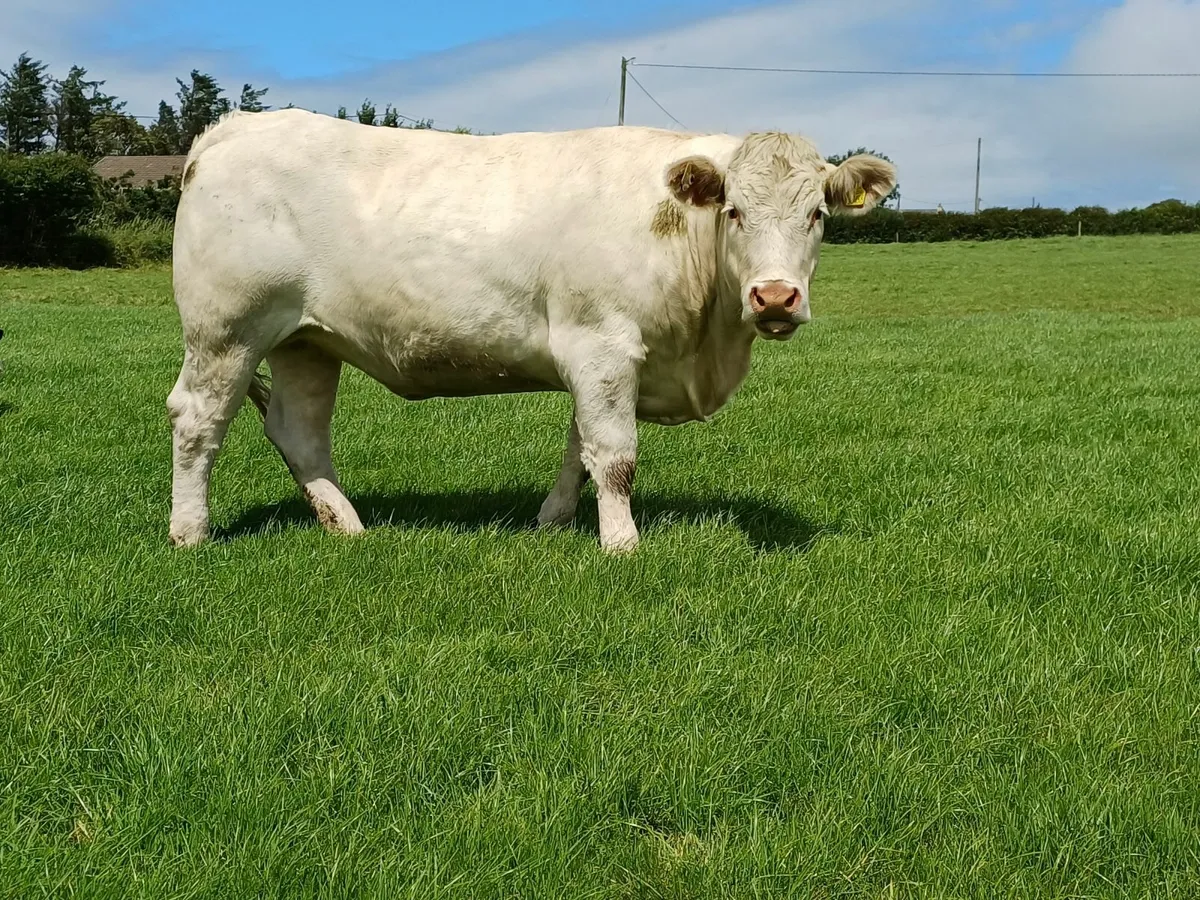 Pedigree Charolais heifer - Image 1