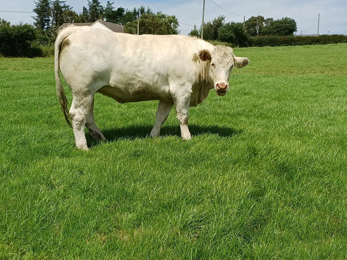 Pedigree Charolais heifer - Image 3